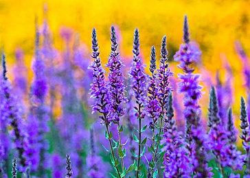 音乐节奏游戏《凯蒂猫幸福游行》4月移植Switch